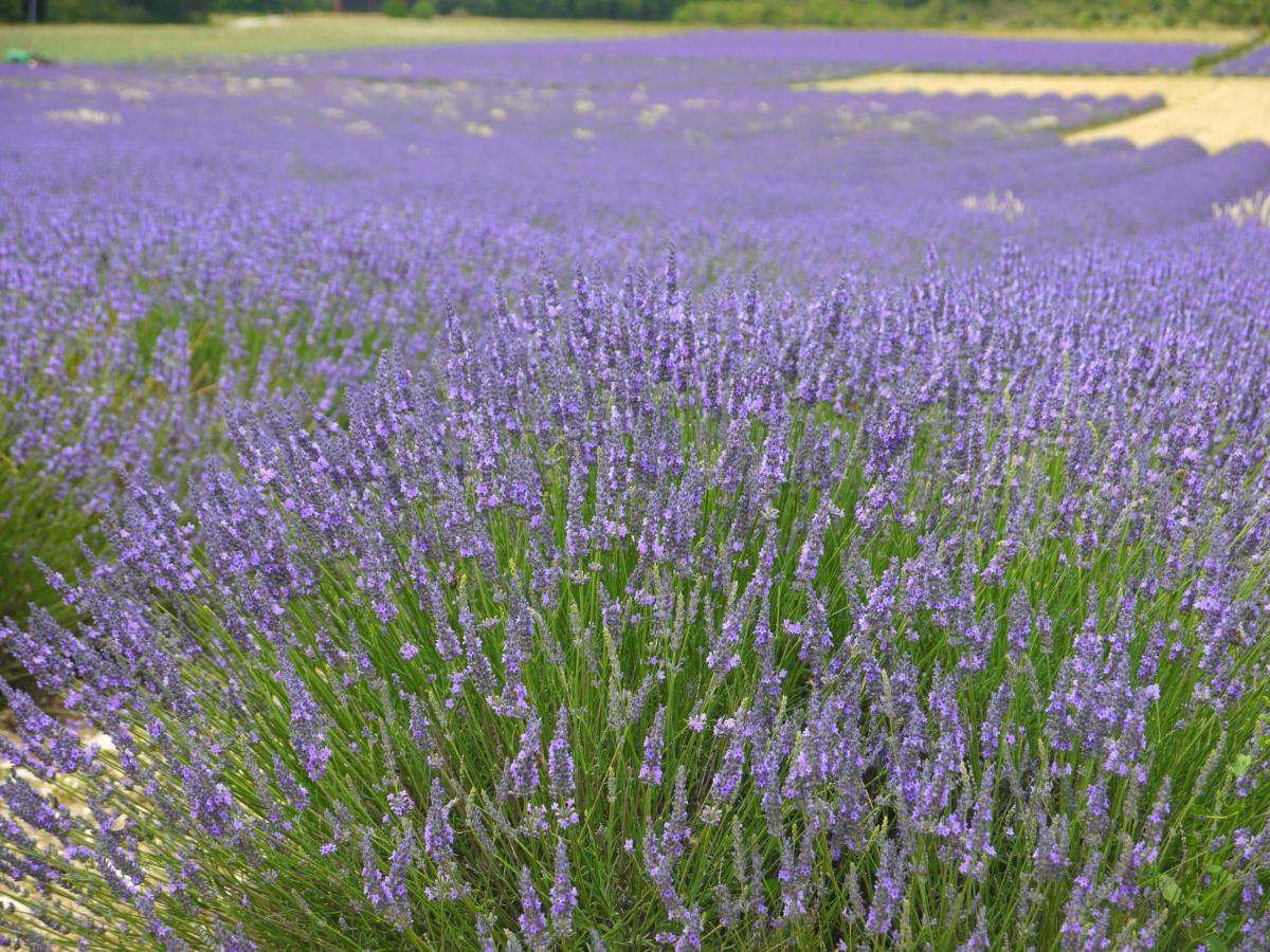 La Ferme Les Eybrachas Réauville Exterior foto
